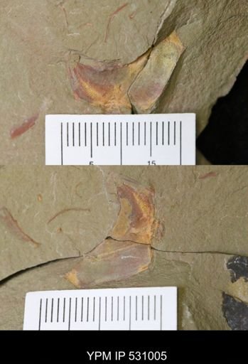 Cothurnocystis sp.