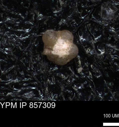 undet. Foraminiferida