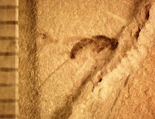 undet. Diptera