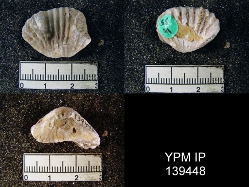 Camerophoria purdoni