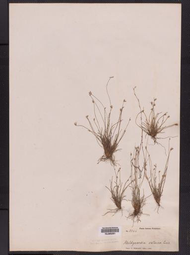 Fimbristylis