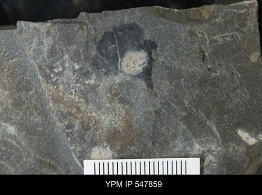 undet. Eurypterida