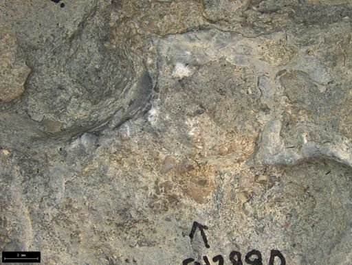 Aplocoma damesii
