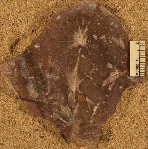 Annularia