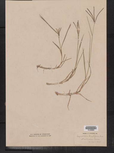 Cynodon dactylon