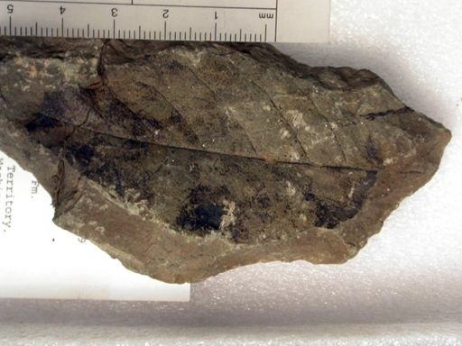 Angiospermopsida