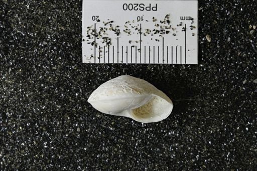 Poecilozonites bermudensis zonatus