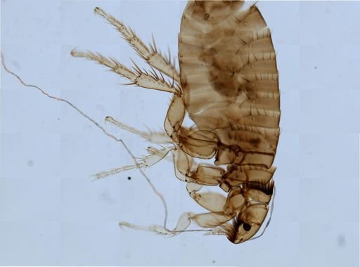 Ctenocephalides felis