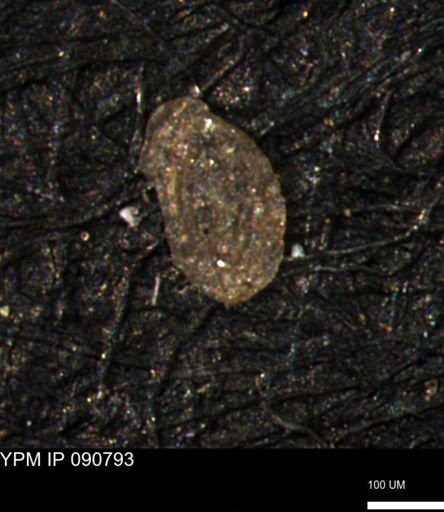 Miliammina manitobensis