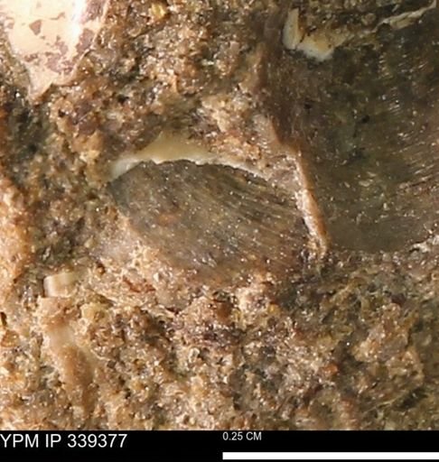 undet. Bivalvia