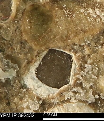 Protocardia subquadrata