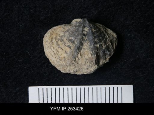 Elita fimbriata