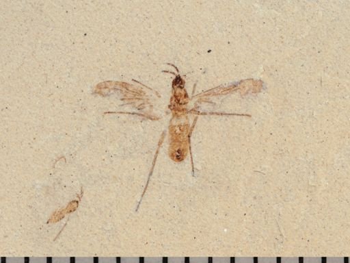 undet. Diptera