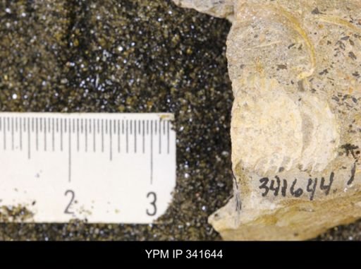 Scaphites sp.