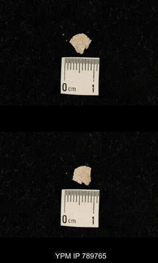 undet. Brachiopoda