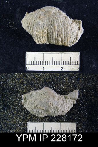Dictyoclostus portlockianus