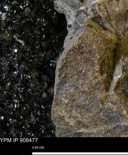 undet. Mollusca