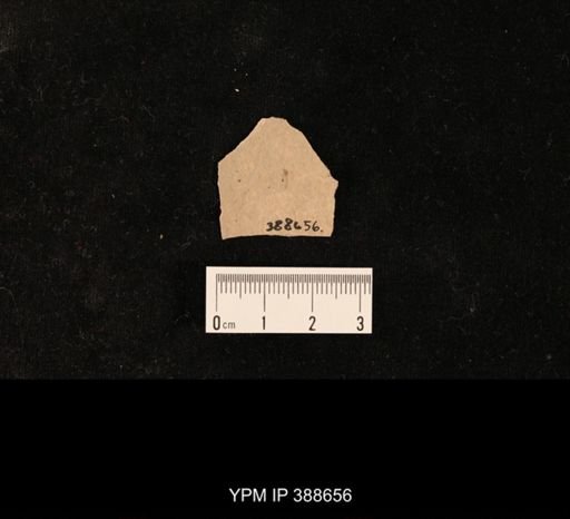 Tipulidae