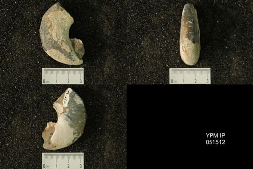 Hoploscaphites nicolletii