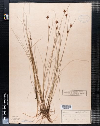 Rhynchospora fusca