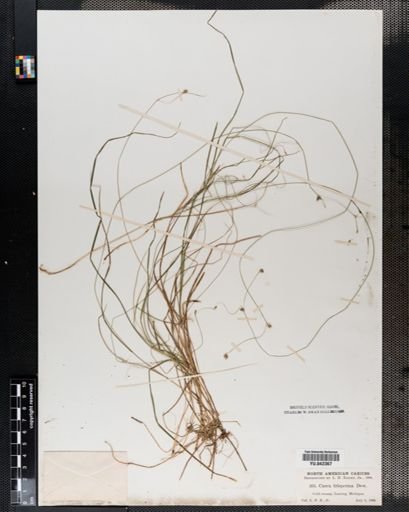 Carex trisperma