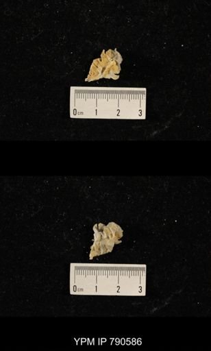 undet. Bryozoa