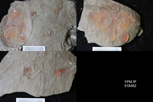 undet. Arthropoda