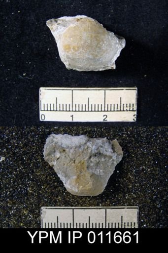 Marginifera cristobalensis