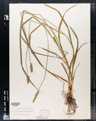 Carex laevivaginata