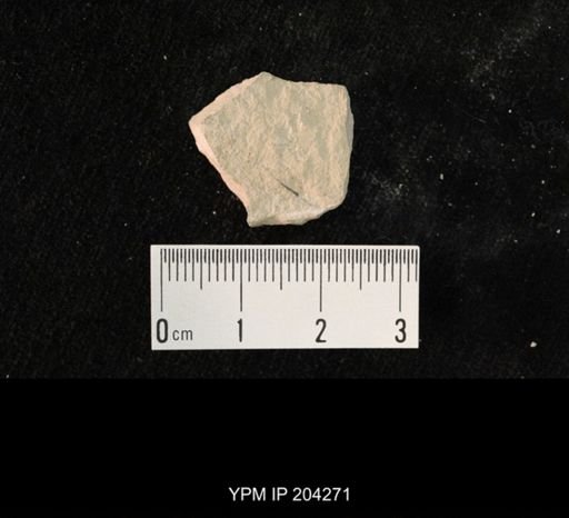 undet. Hexapoda