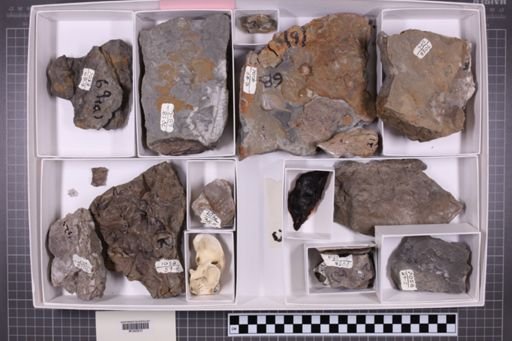 mixed taxa, stratigraphic collection