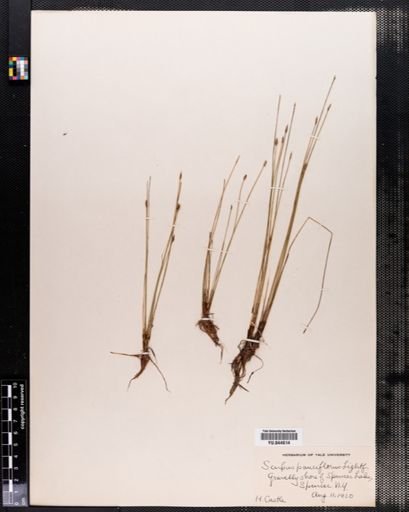 Eleocharis pauciflora