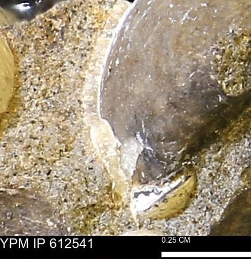Protocardia sp.