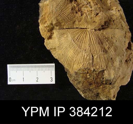 Brachyprion schuchertana