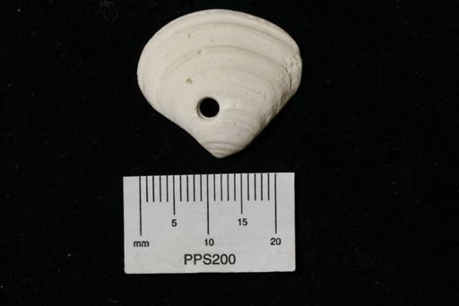 Astarte sp.
