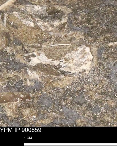 undet. Mollusca
