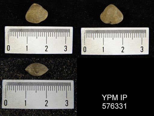 Dictyonella reticulata