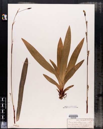 Carex