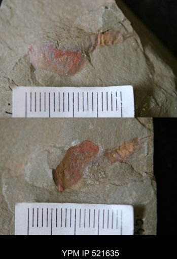 undet. Xiphosurida
