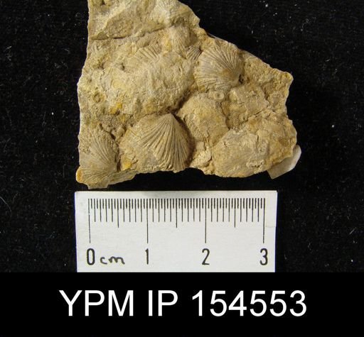 Orthis testudinaria