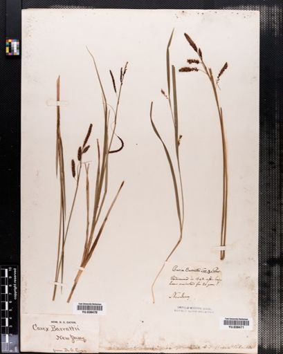 Carex barrattii