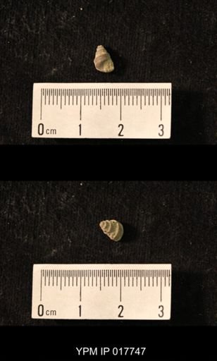 Worthenia subpunctata