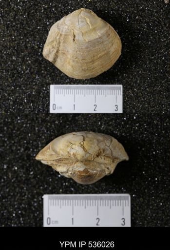 Unio holmesianus