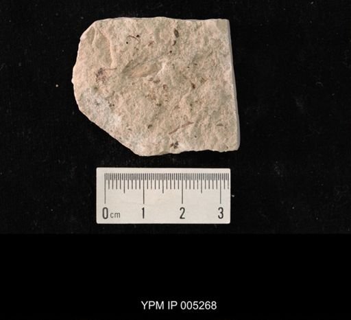 Sellardsia kansasensis