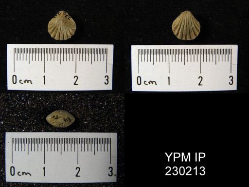 Hustedia mormoni