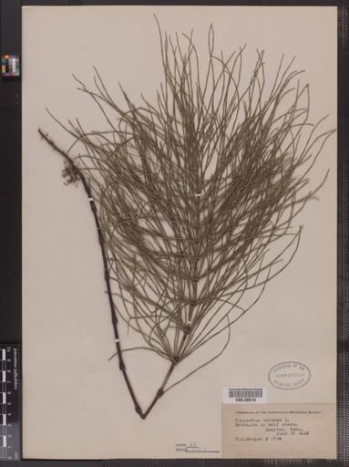 Equisetum arvense