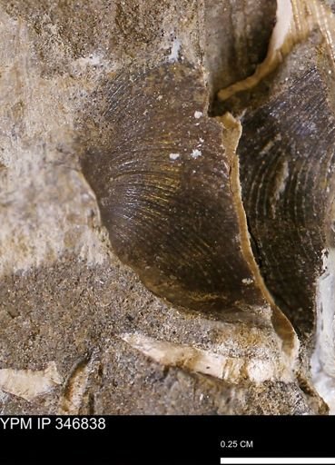 Limopsis striatopunctatus