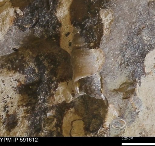 Serpulidae