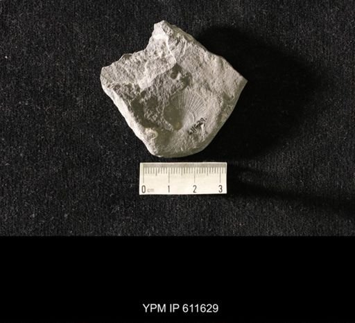 Aviculopecten sp.