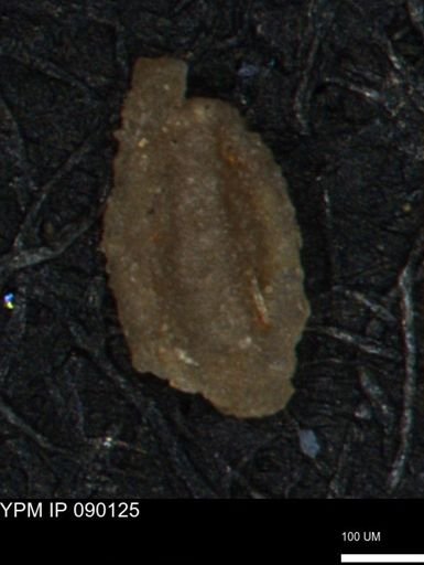 Miliammina manitobensis